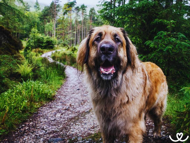 Jak vypadá pes Leonberger?